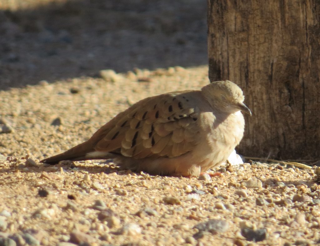 Ruddy Ground-Dove