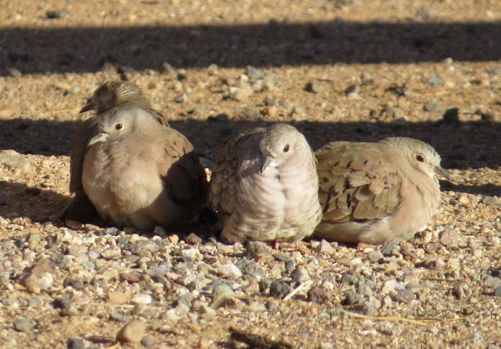 Ruddy Ground-Dove