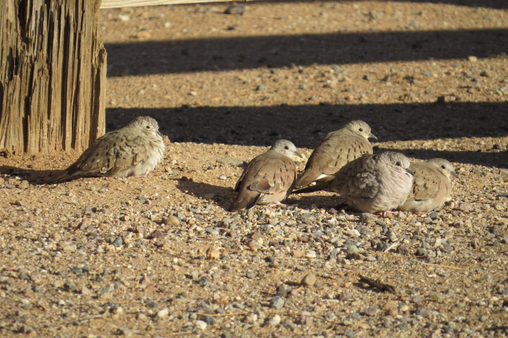 Ruddy Ground-Dove