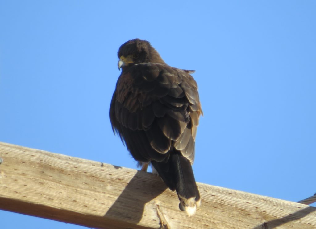 Harris's Hawk