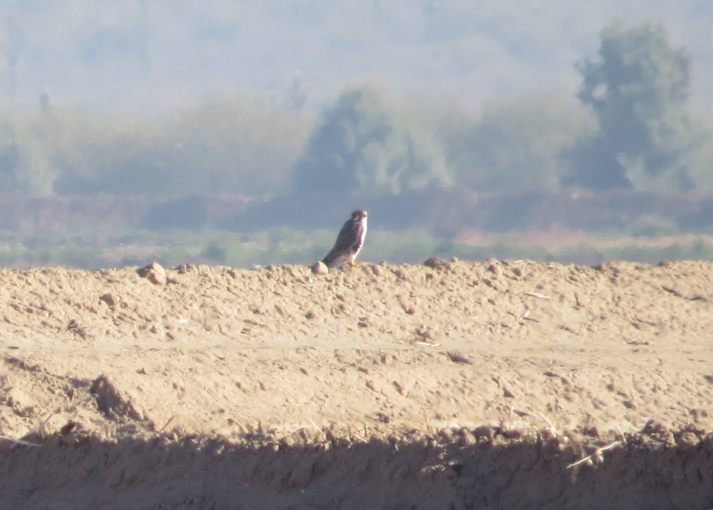 Prairie Falcon
