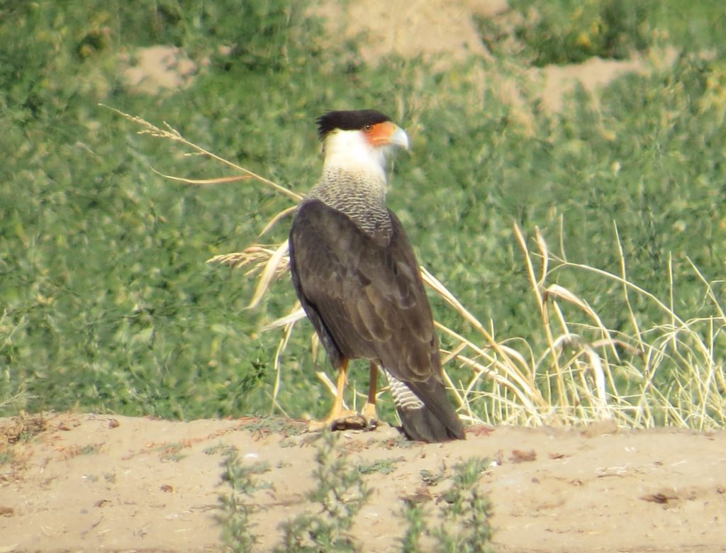 Crested Caracara