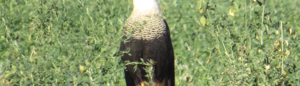 Crested Caracara