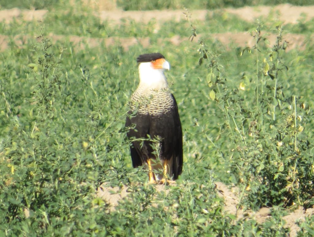 Crested Caracara