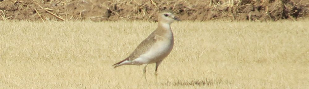 Mountain Plover