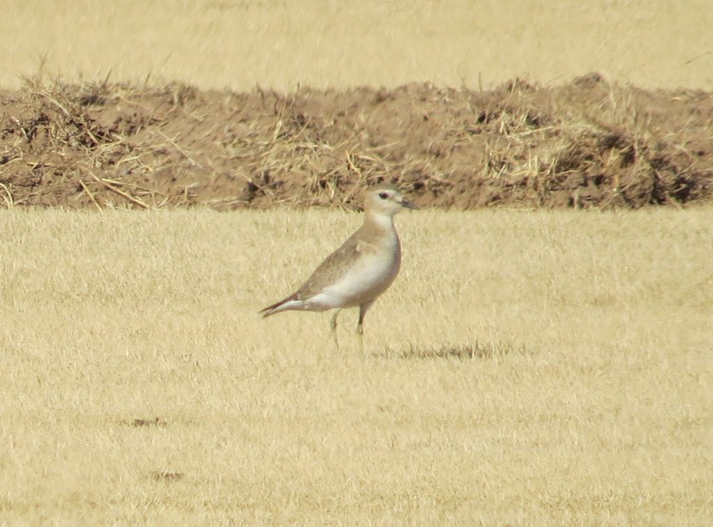 Mountain Plover