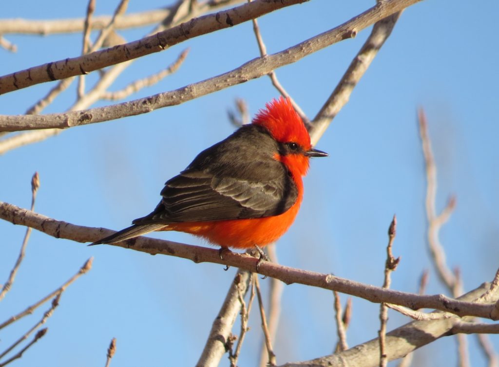 Vermilion Flycatcher