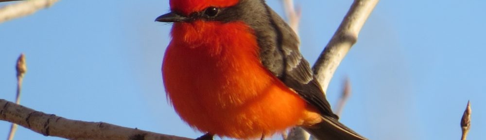 Vermilion Flycatcher