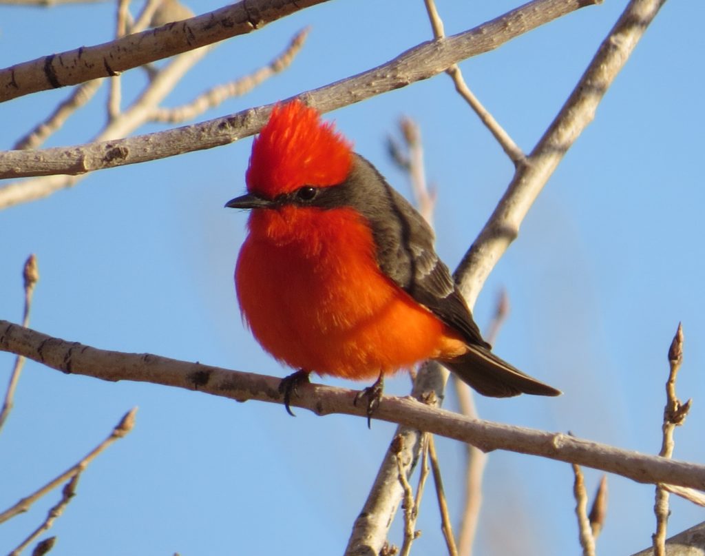 Vermilion Flycatcher