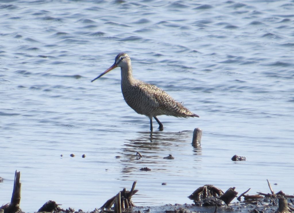 Marbled Godwit