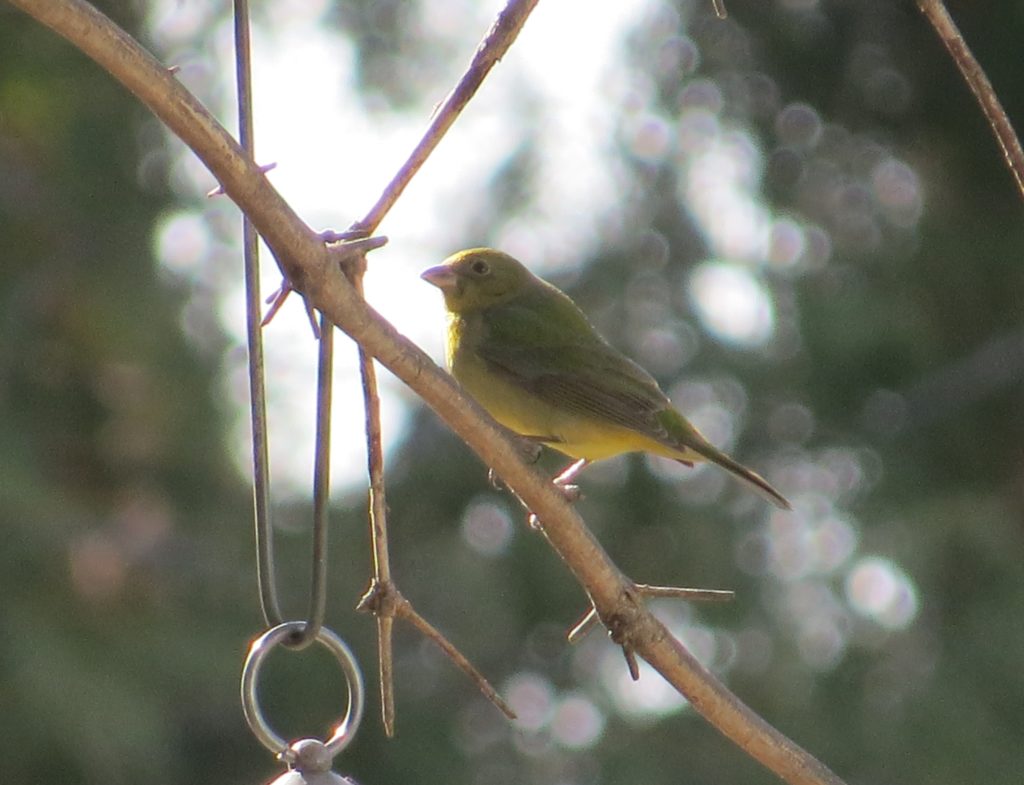 Painted Bunting