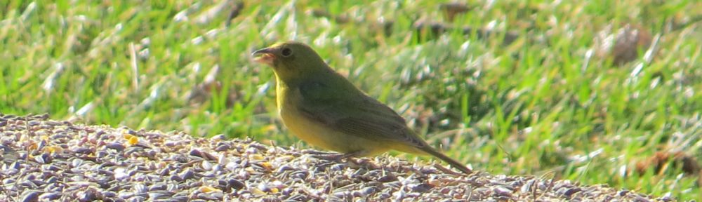 Painted Bunting