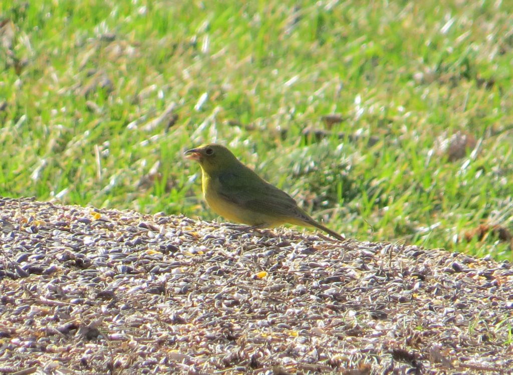 Painted Bunting