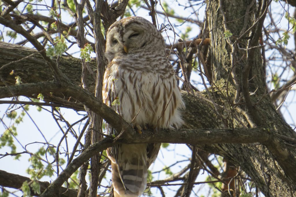 Barred Owl