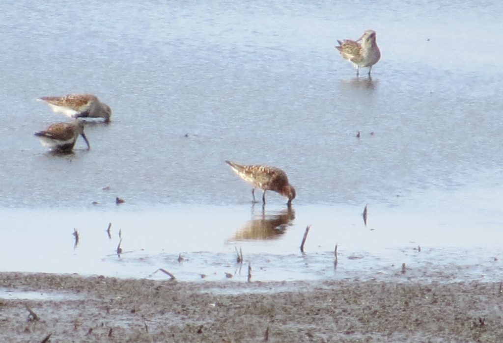 Curlew Sandpiper