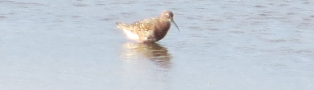 Curlew Sandpiper