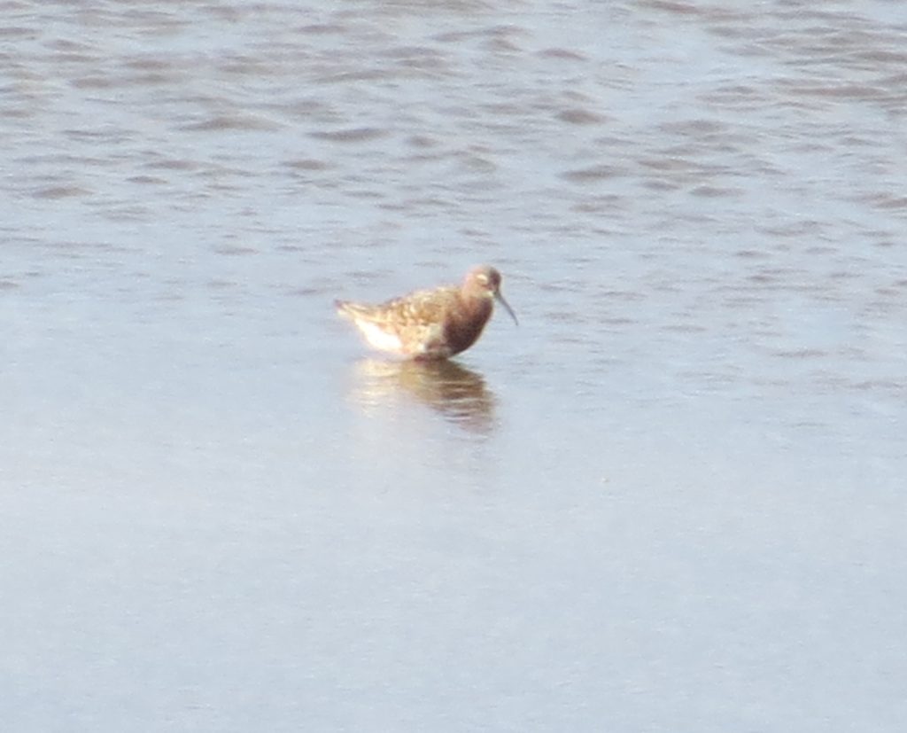 Curlew Sandpiper