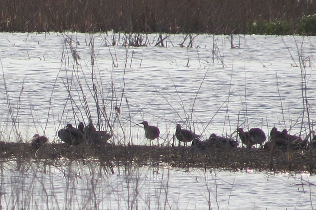 whimbrels