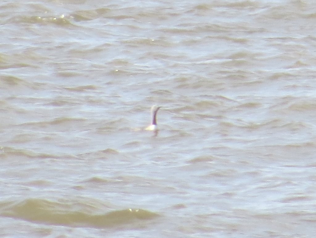 Red-throated Loon