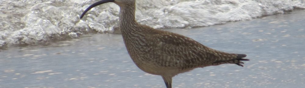 Whimbrel