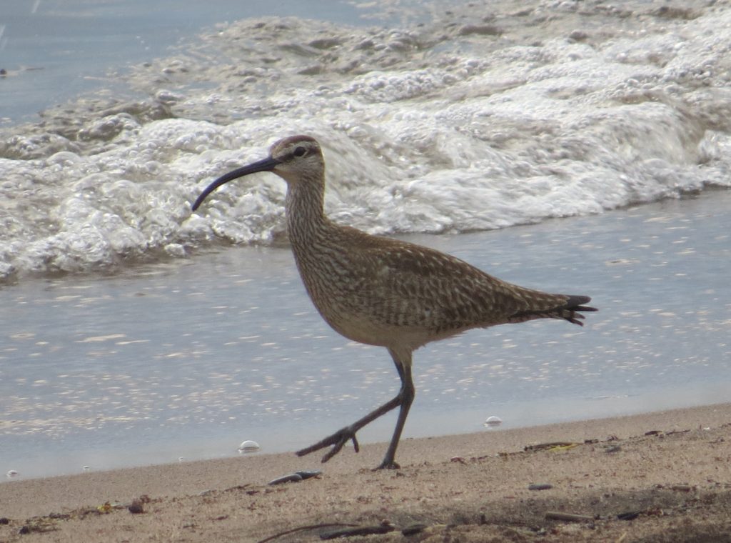 Whimbrel