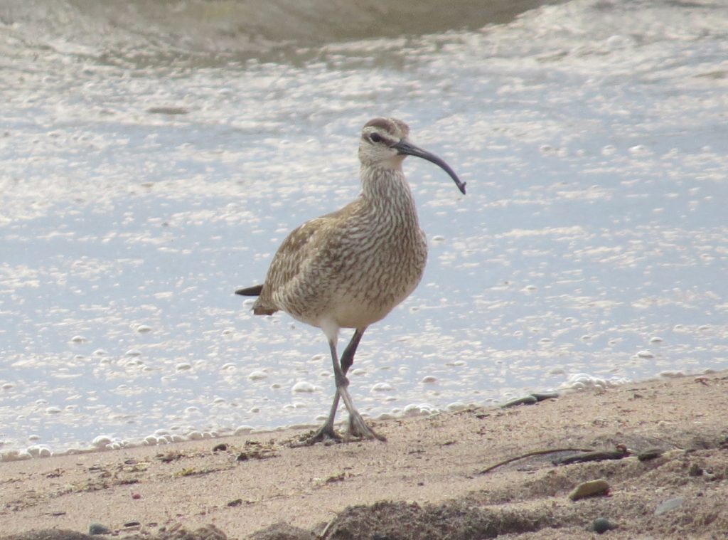 Whimbrel