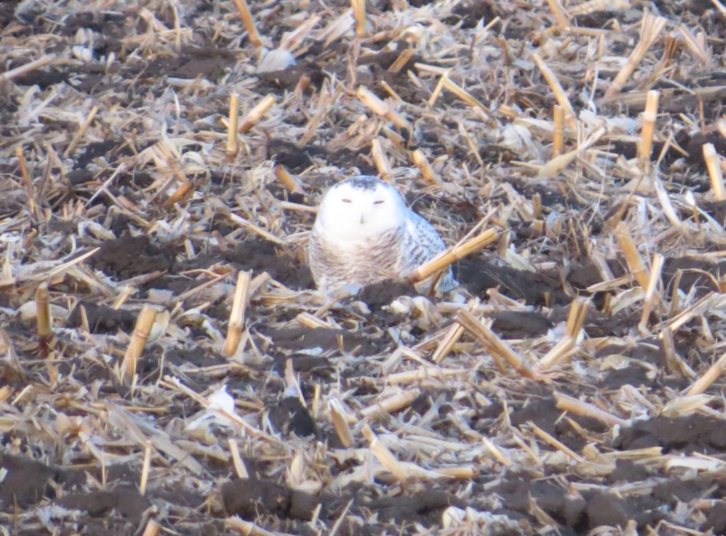 Snowy Owl