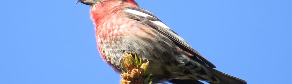 White-winged Crossbill