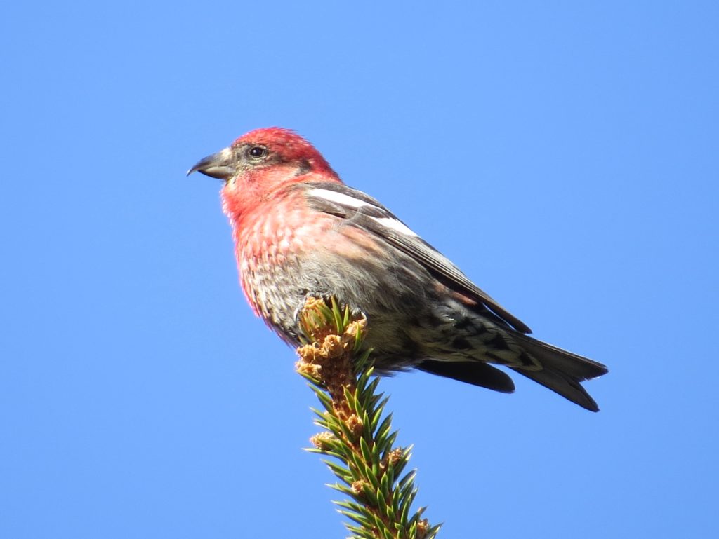 White-winged Crossbill