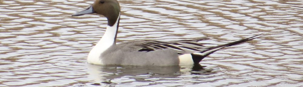 Northern Pintail