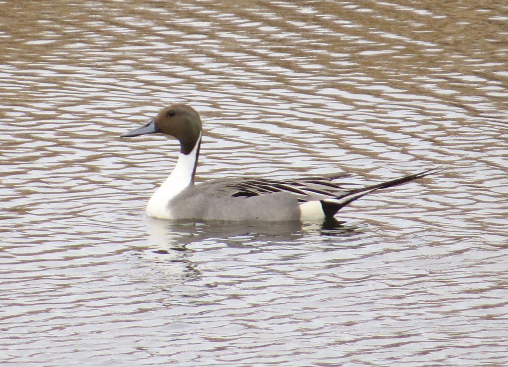 Northern Pintail