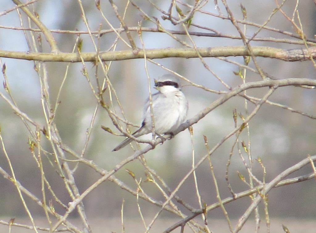 Loggerhead Shrike