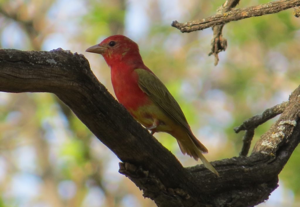 Summer Tanager