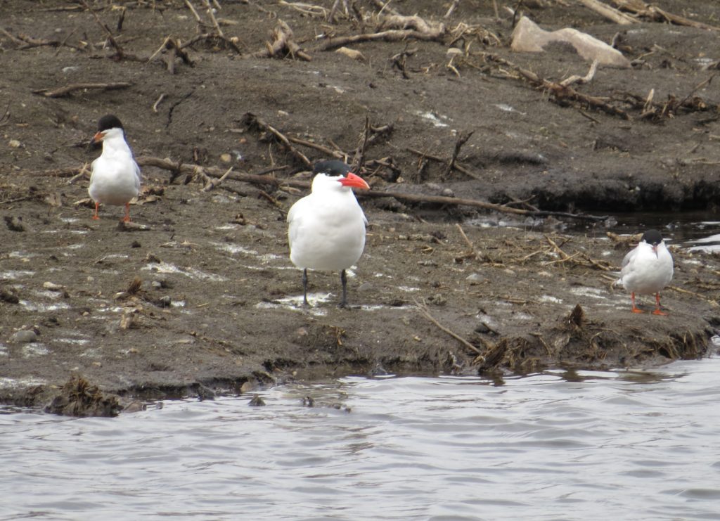 Caspian Tern