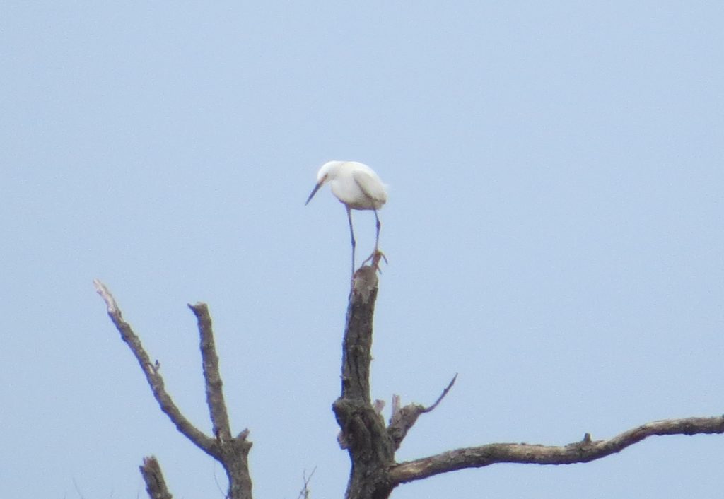 Snowy Egret