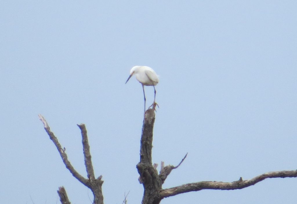 Snowy Egret