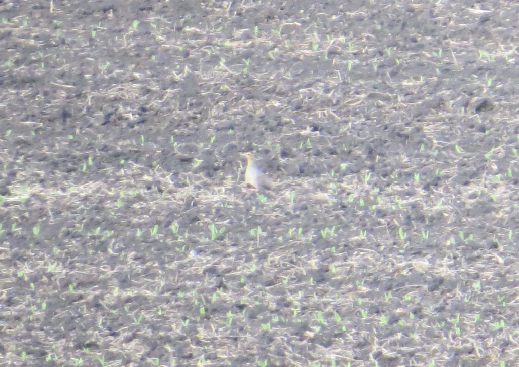 Gray Partridge