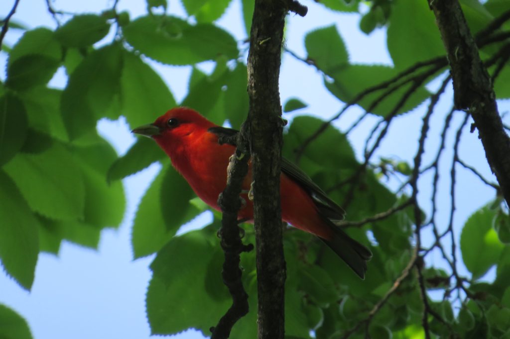 Scarlet Tanager