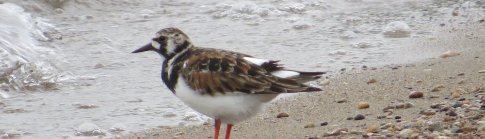 Ruddy Turnstone