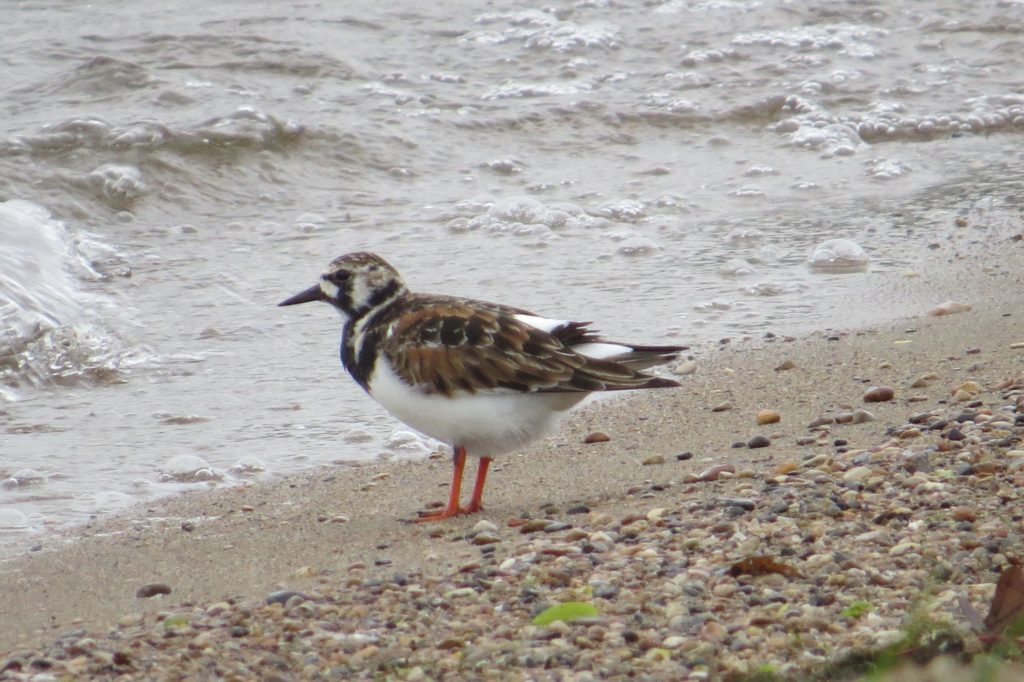 Ruddy Turnstone