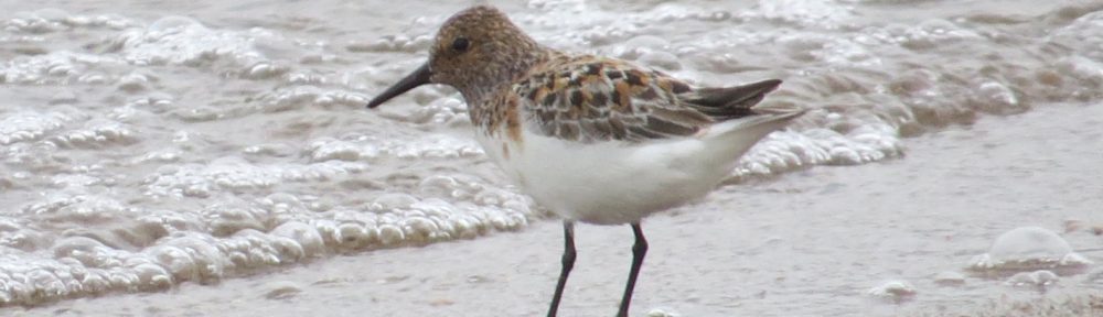 Sanderling