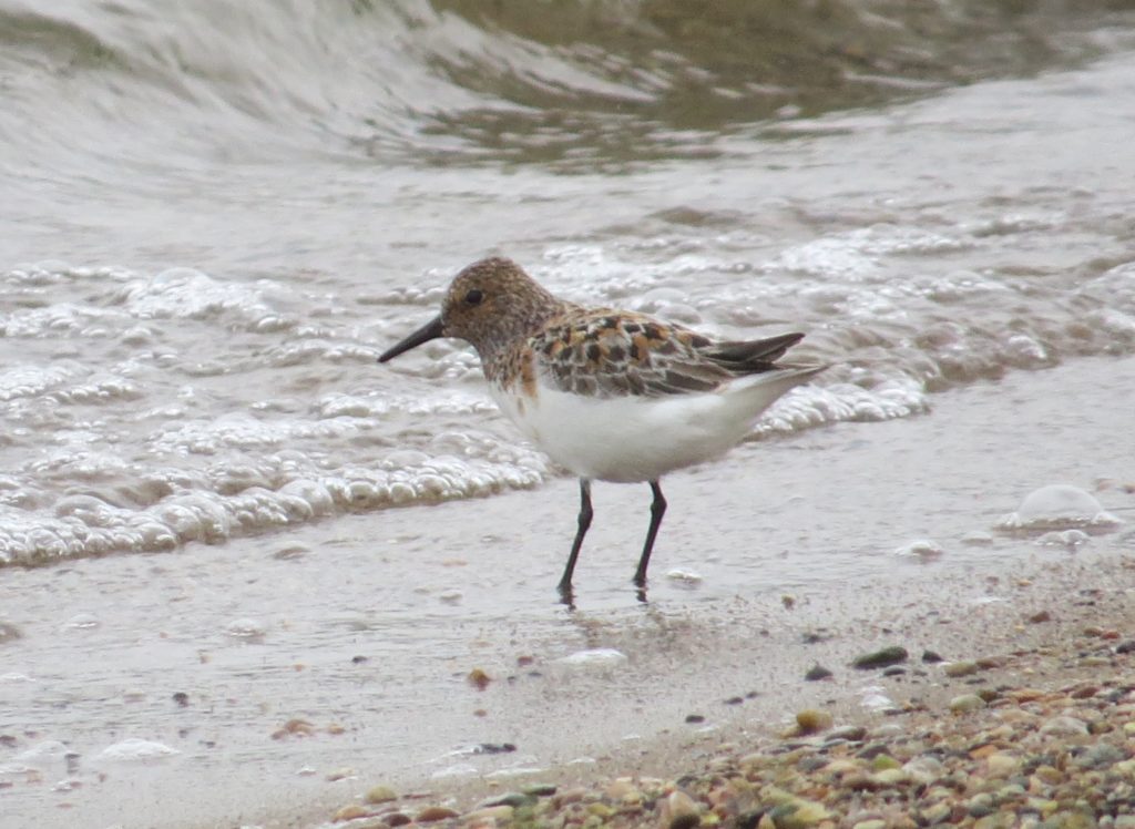 Sanderling