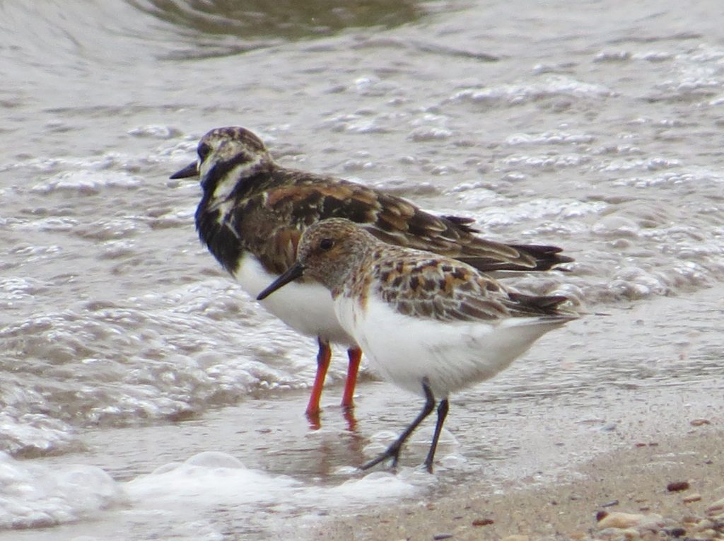 Sanderling Ruddy Turnstone