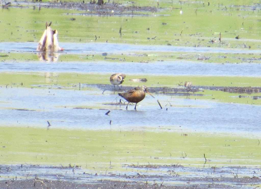 Hudsonian Godwit