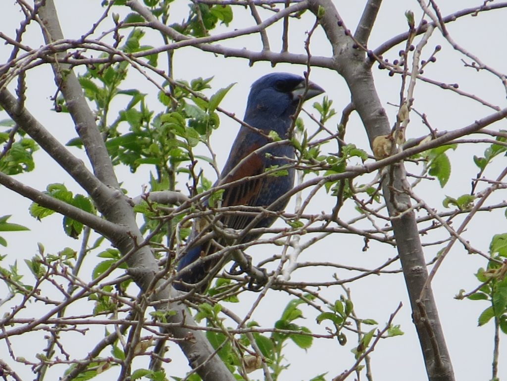 Blue Grosbeak