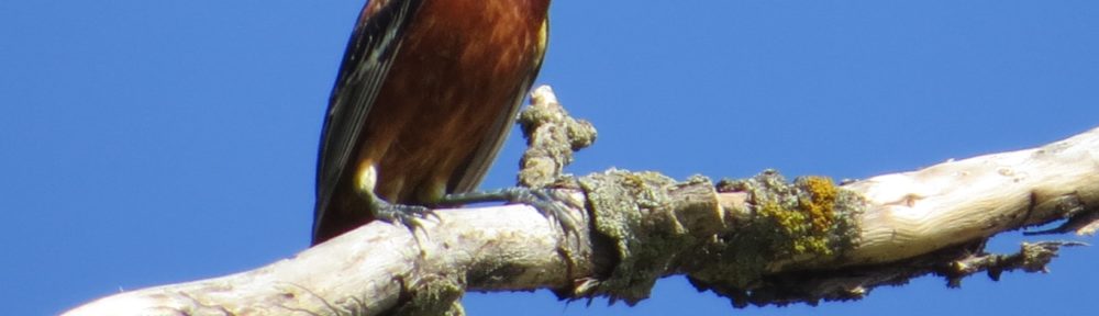 Orchard Oriole