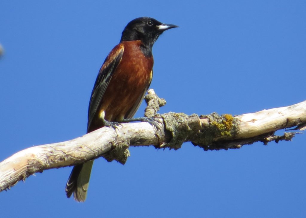 Orchard Oriole