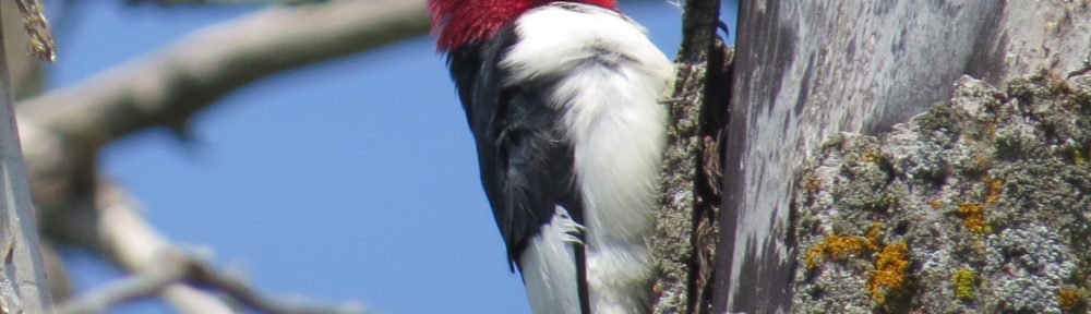 Red-headed Woodpecker