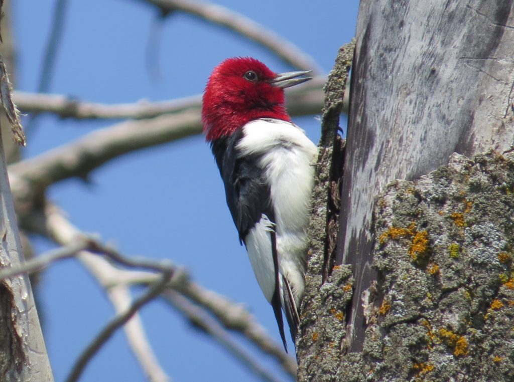 Red-headed Woodpecker