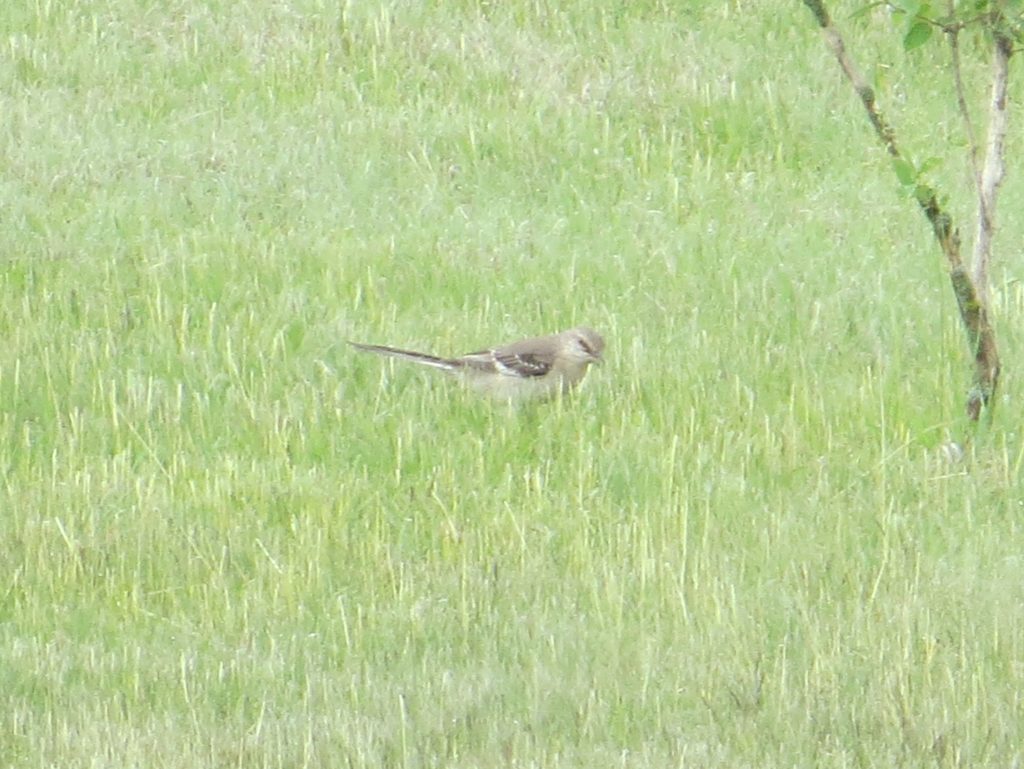 Northern Mockingbird